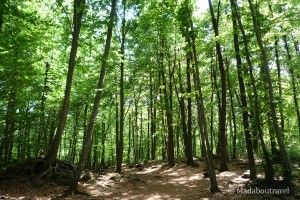 Fageda d'en Jordà