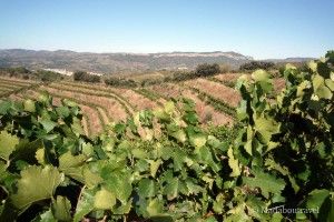 Finca del Mas Blanc, DO Priorat