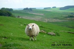 Una oveja curiosa junto al Muro de Adriano