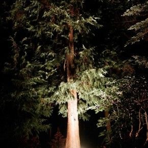 Night in the Garden, Royal Botanic Garden Edinburgh