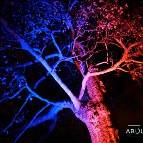 Night in the Garden, Royal Botanic Garden Edinburgh