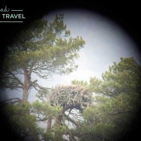Observación de aves en el Loch of the Lowes