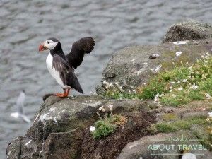 Puffin en la Isla de May