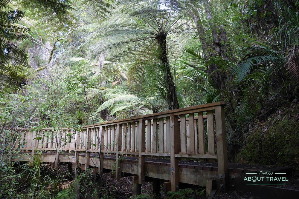 bosque de kauris en la península de coromandel, nueva zelanda