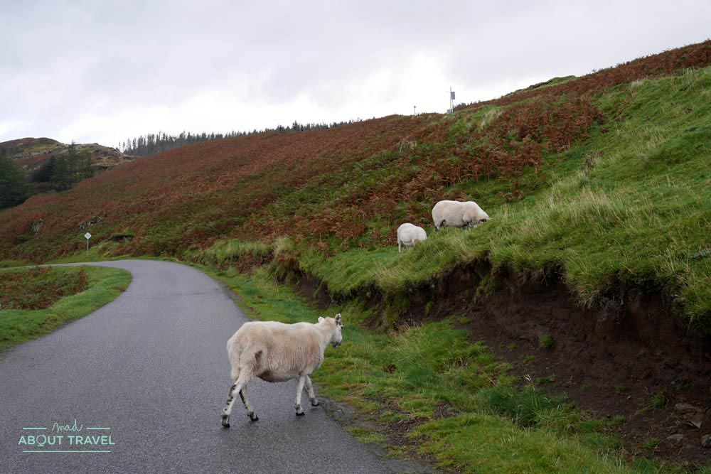 ovejas en la carretera en la isla de mull