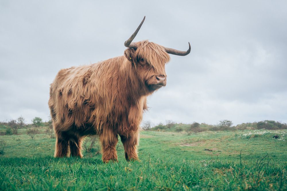 Vaca de las tierras altas de escocia. Foto de Jan Jakub Nanista / Unsplash