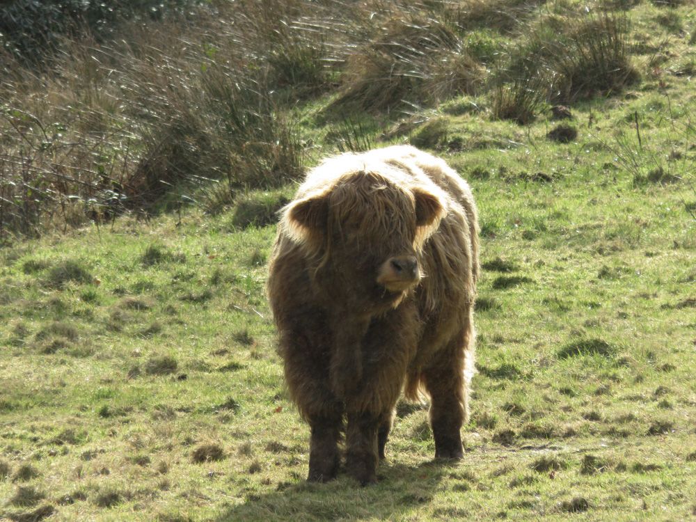 vaca de las highlands en la isla de arran, escocia