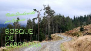 ruta senderista por el bosque de cardrona