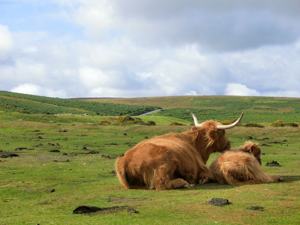 vaca de las tierras altas en escocia