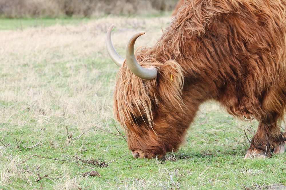 vaca de las tierras altas en escocia