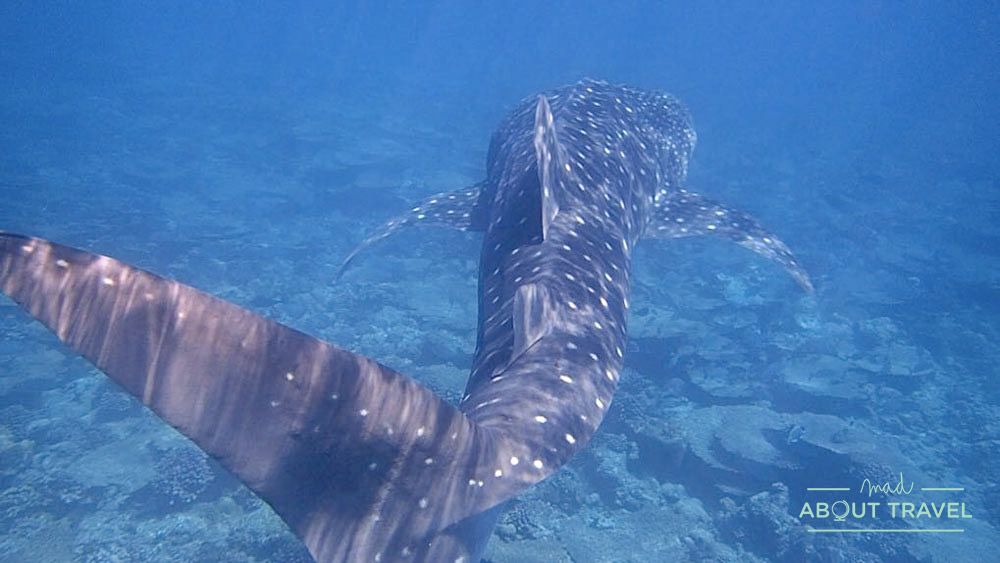 snorkel con tiburones ballen en maldivas