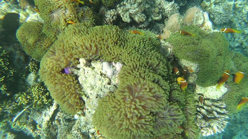 snorkel en maldivas: nemos