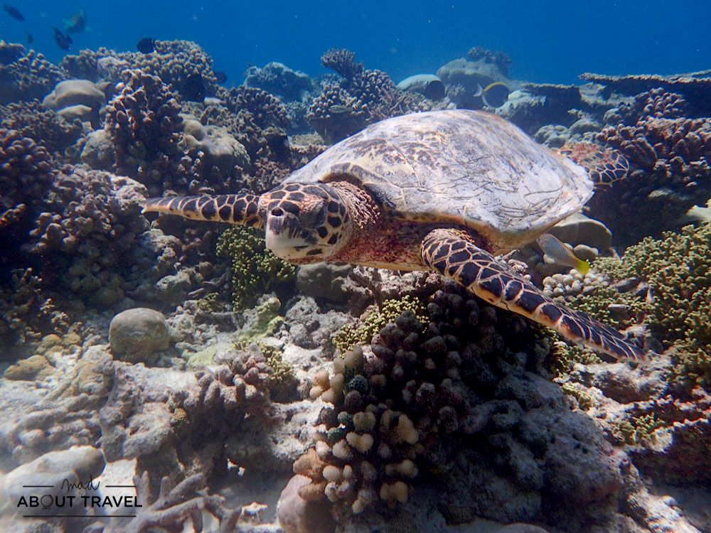 snorkel con tortugas en maldivas