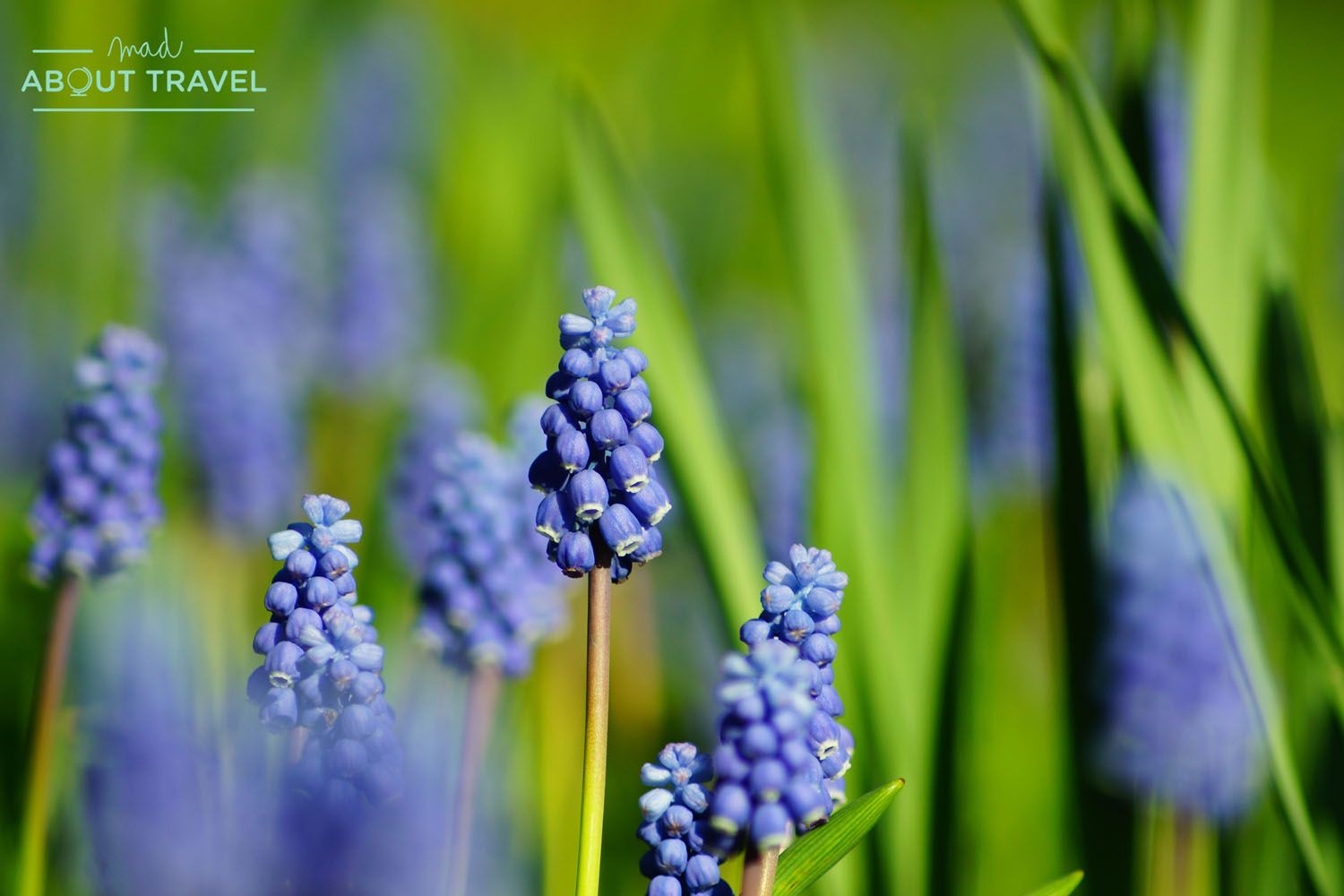 flores en el jardín de inveresk lodge, a las afueras de edimburgo