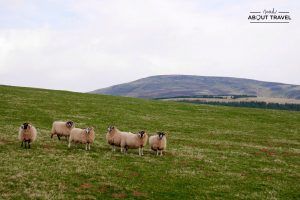senderismo en escocia lammermuir hills