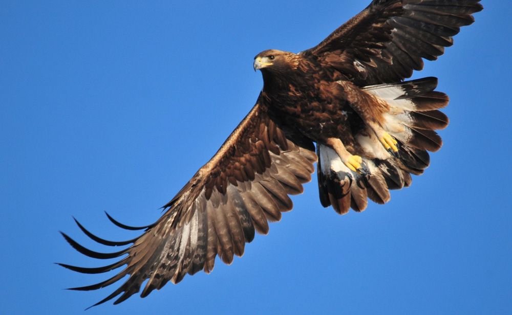 águila dorada en la isla de harris
