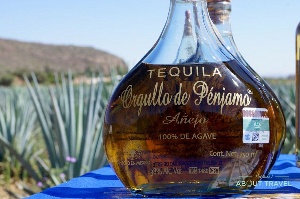 que hacer en guanajuato: ruta del tequila