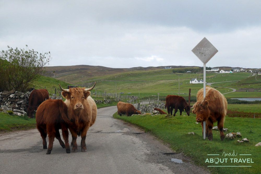 Vacas peludas - Ruta North Coast 500 Escocia