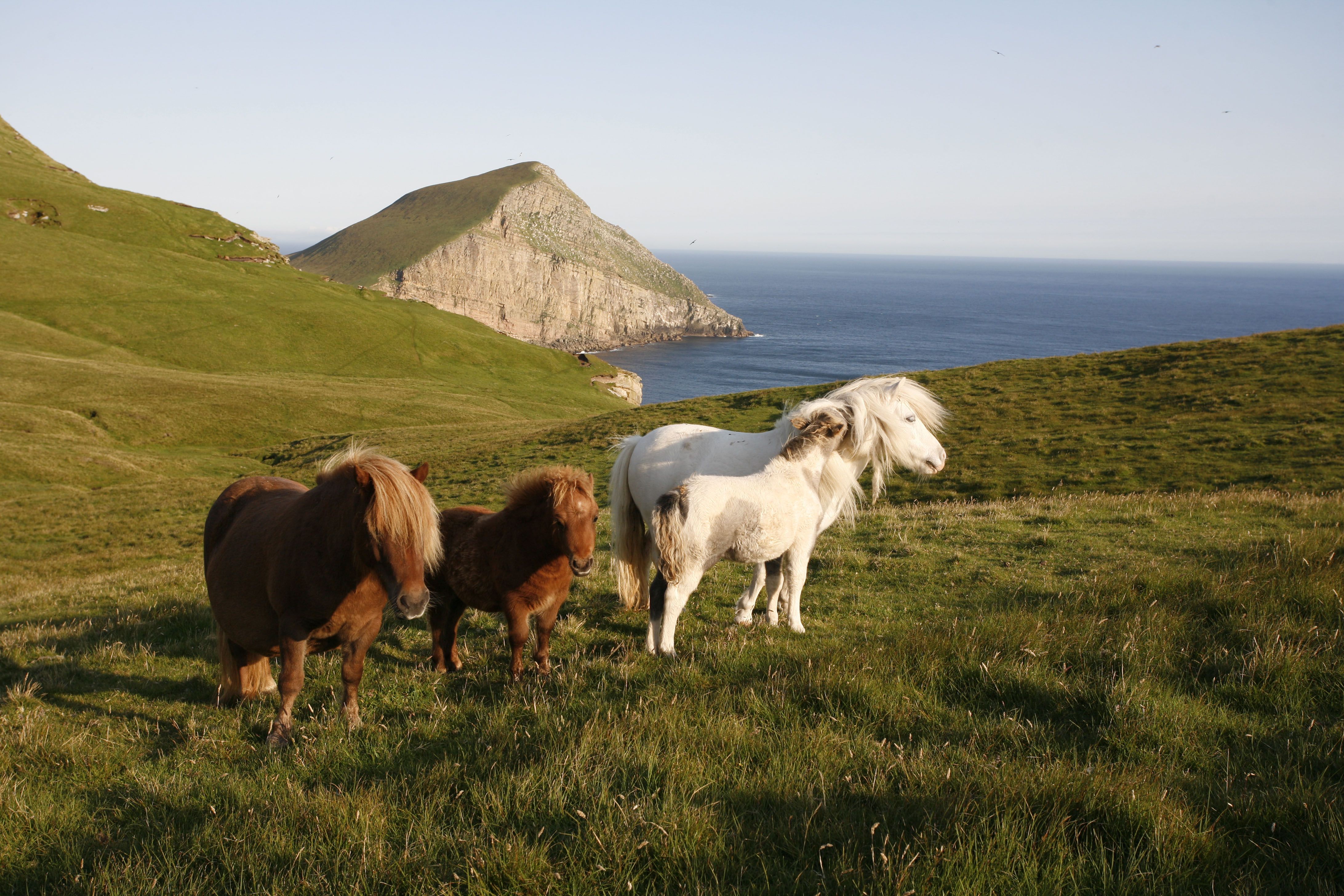 Un grupo de Shetland Ponies en las colinas de Foula, Shetland