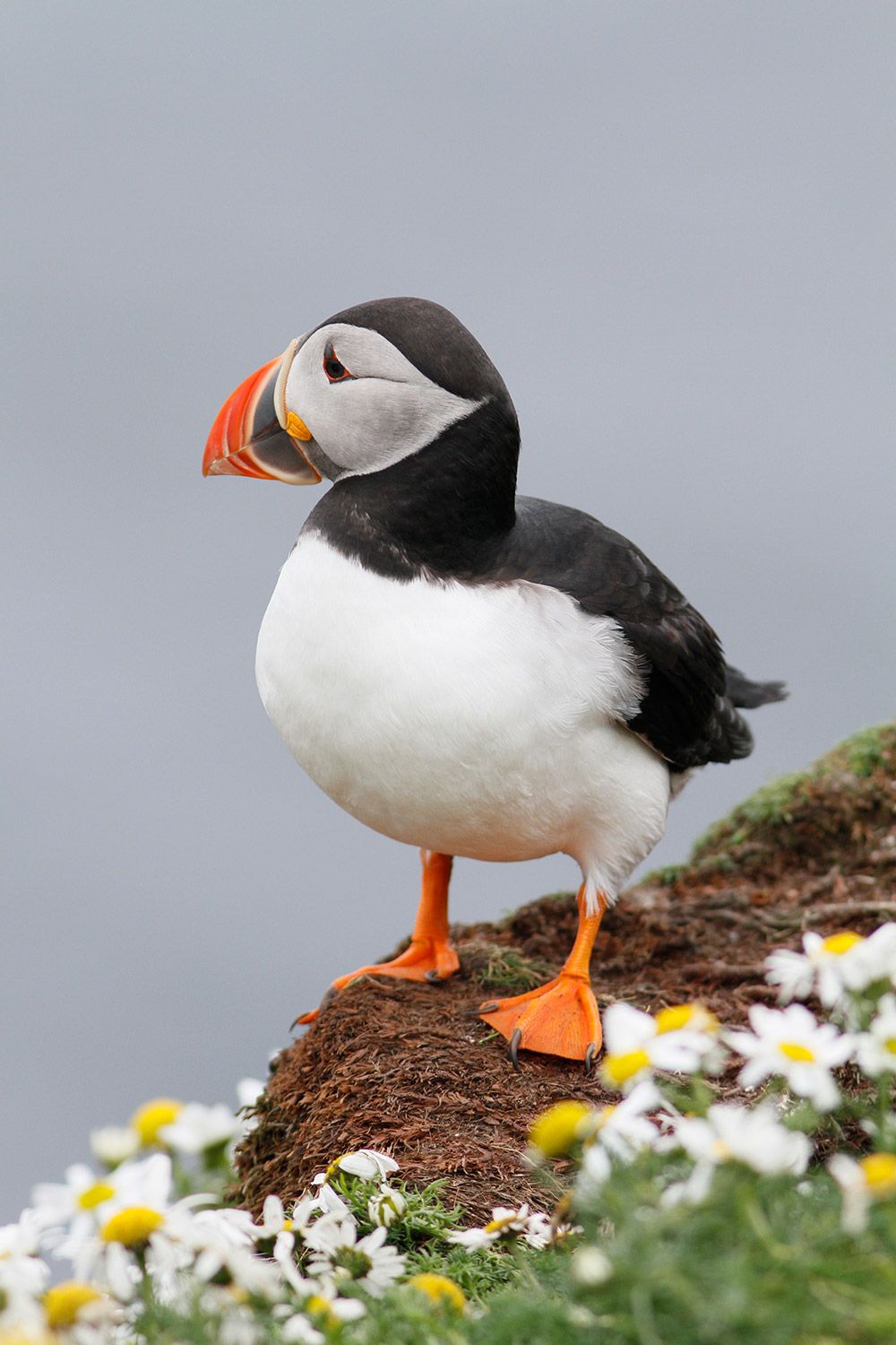 ver puffins en shetland
