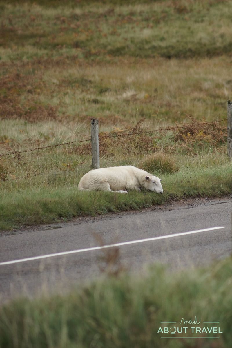 ruta north coast 500 escocia