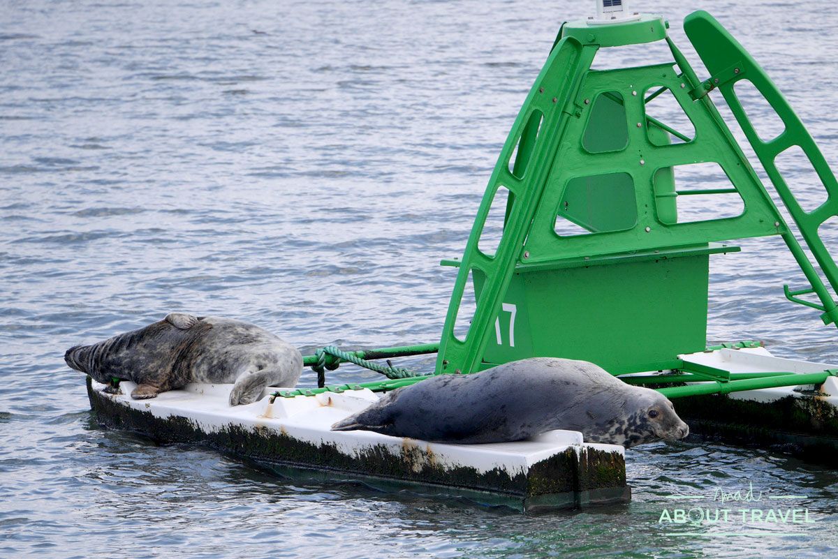 focas en el firth of forth