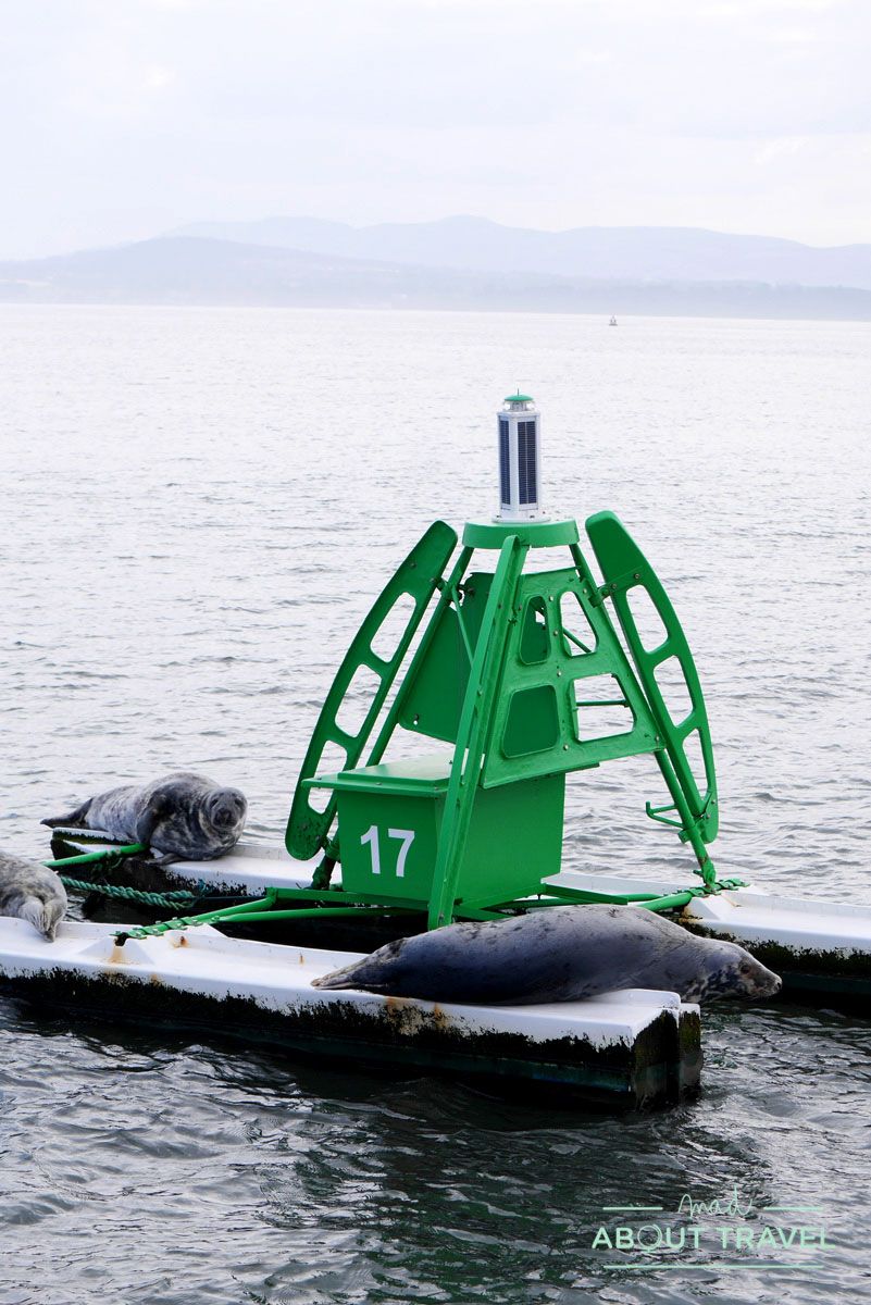 focas en el firth of forth, escocia