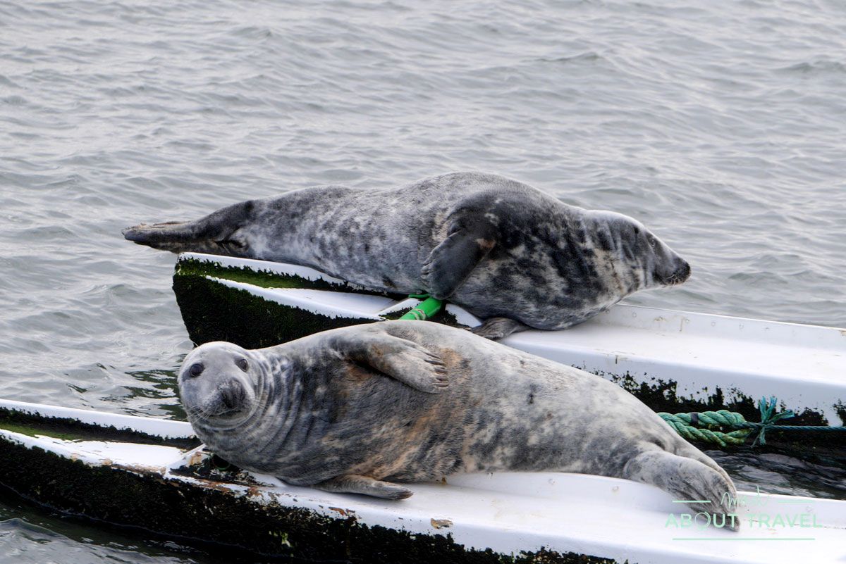 focas en el firth of forth, escocia