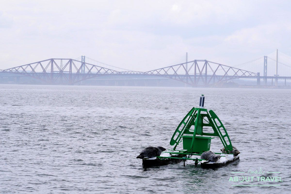 focas en el firth of forth