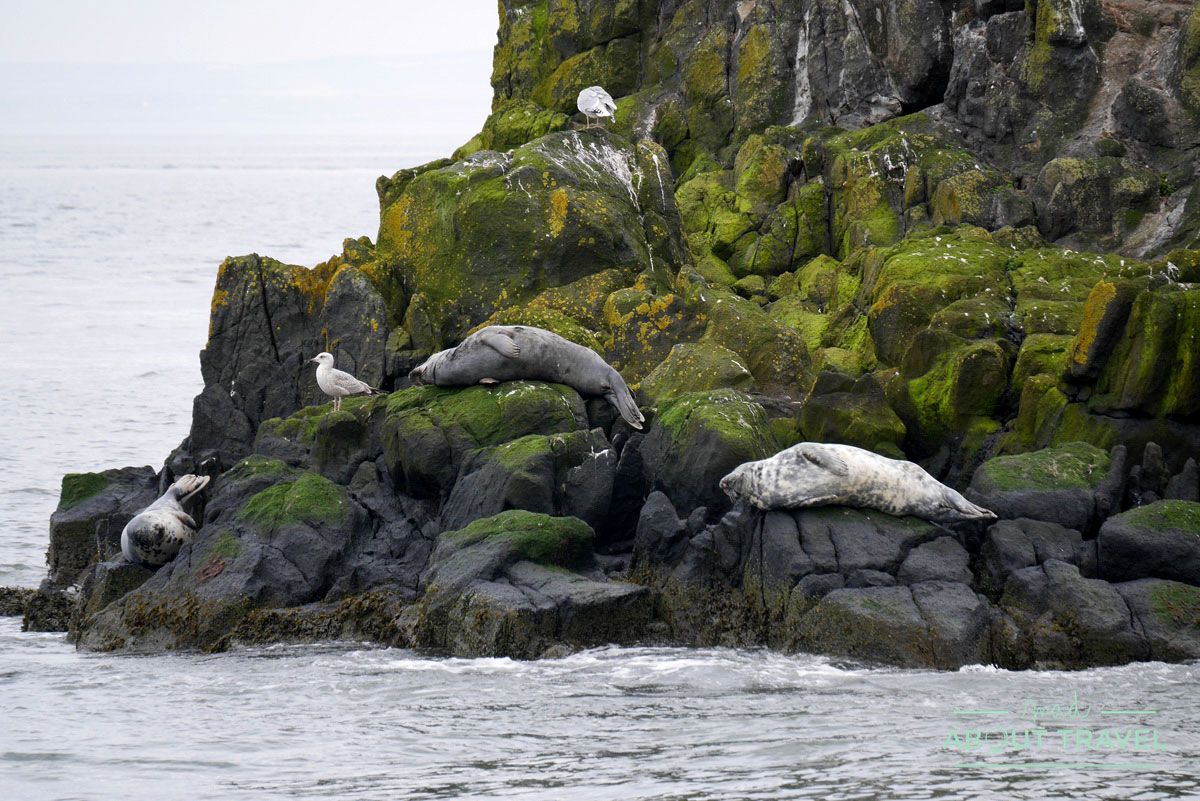 focas en el firth of forth, escocia