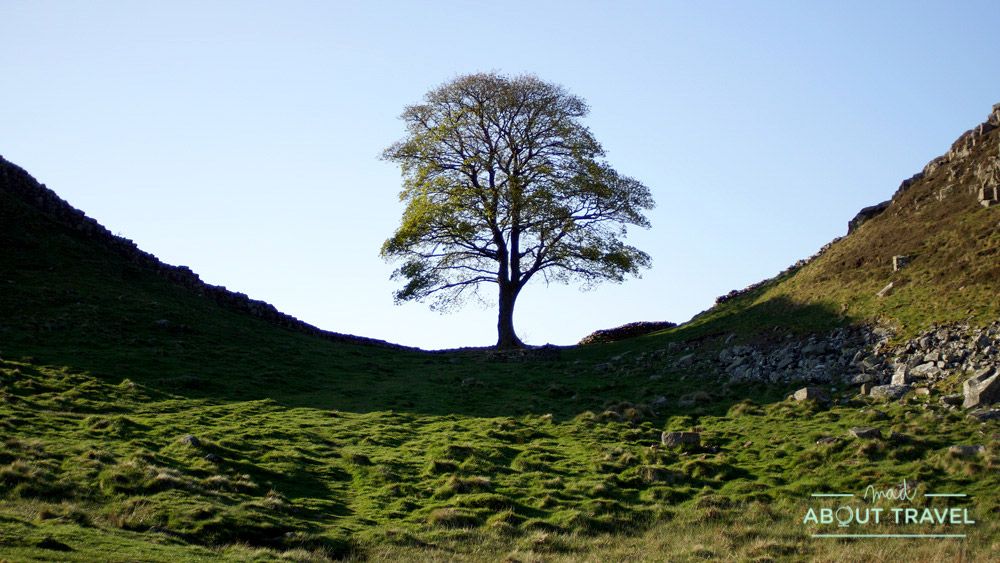 muro de adriano: sycamore gap