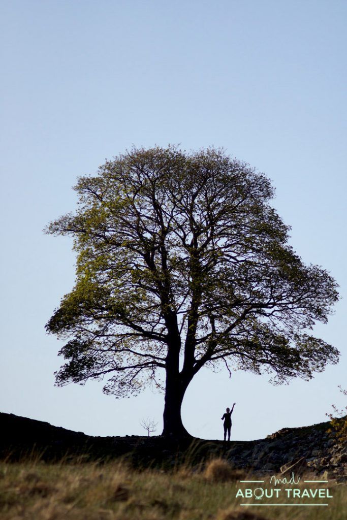 muro de adriano: sycamore gap