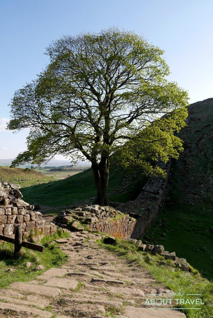 muro de adriano: sycamore gap