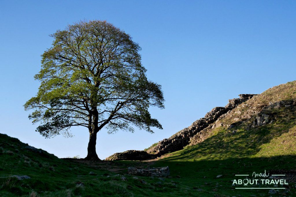 muro de adriano: sycamore gap