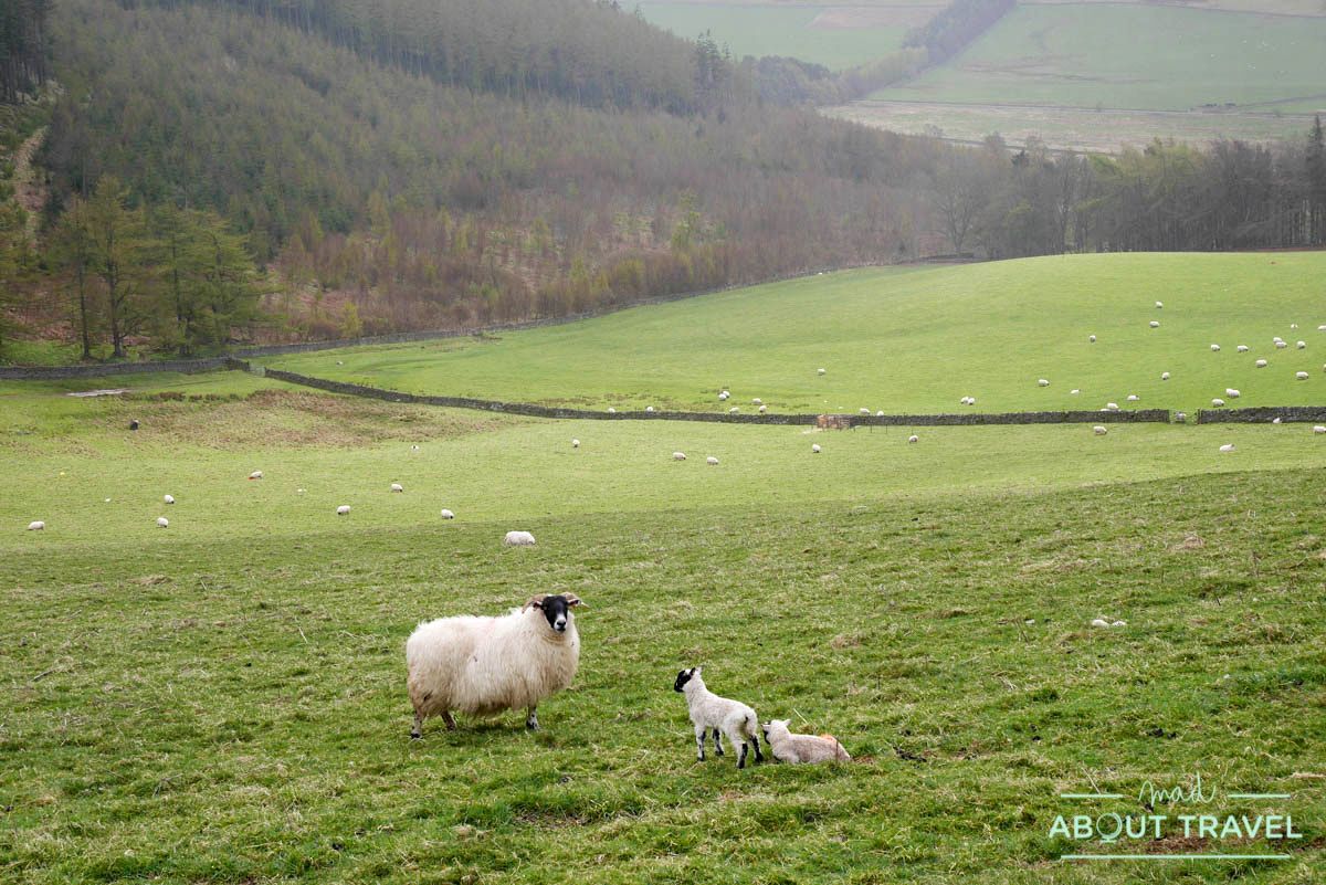 Cademuir Hills, Peebles