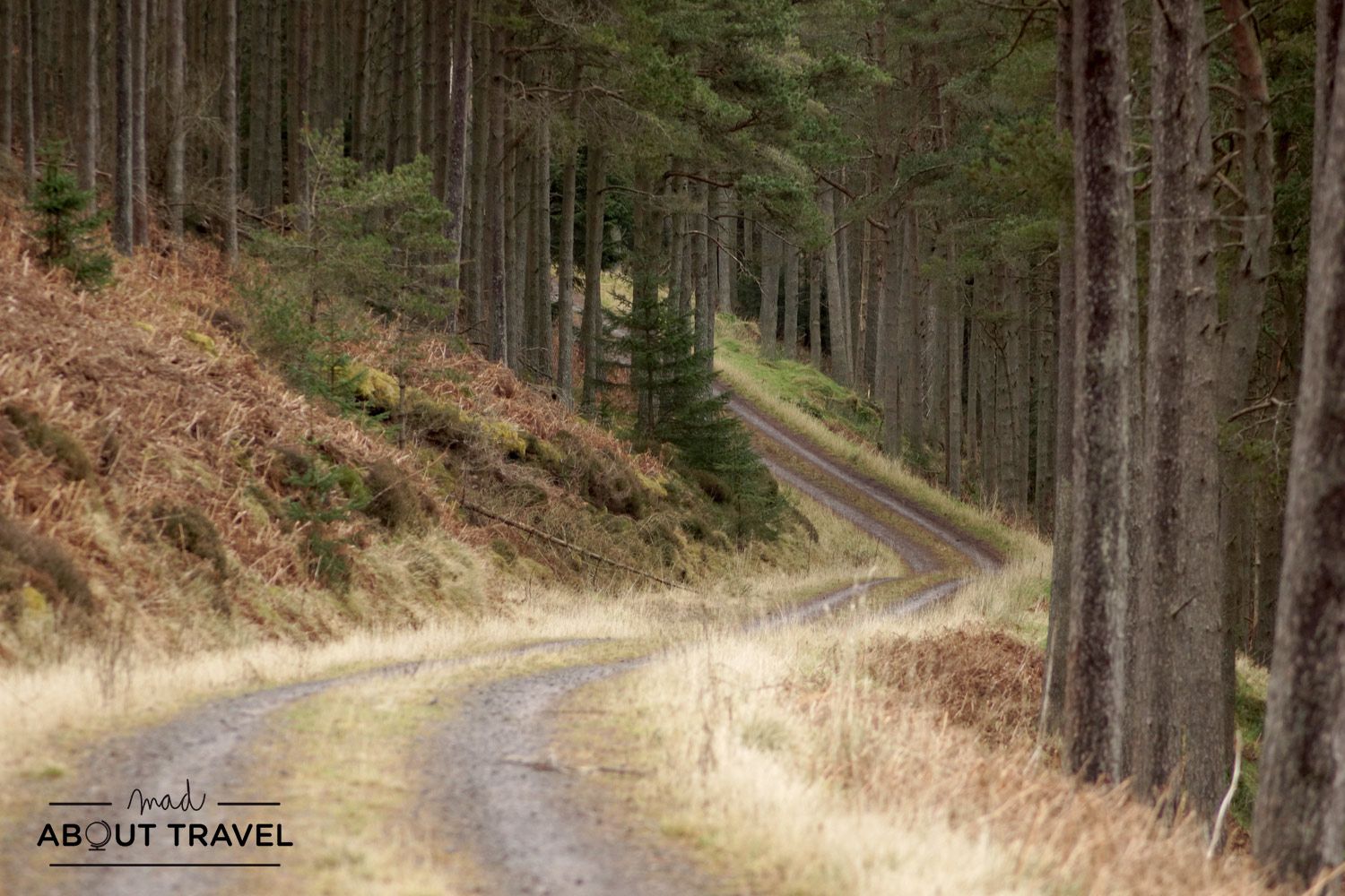 bosque de cardrona, borders escocia