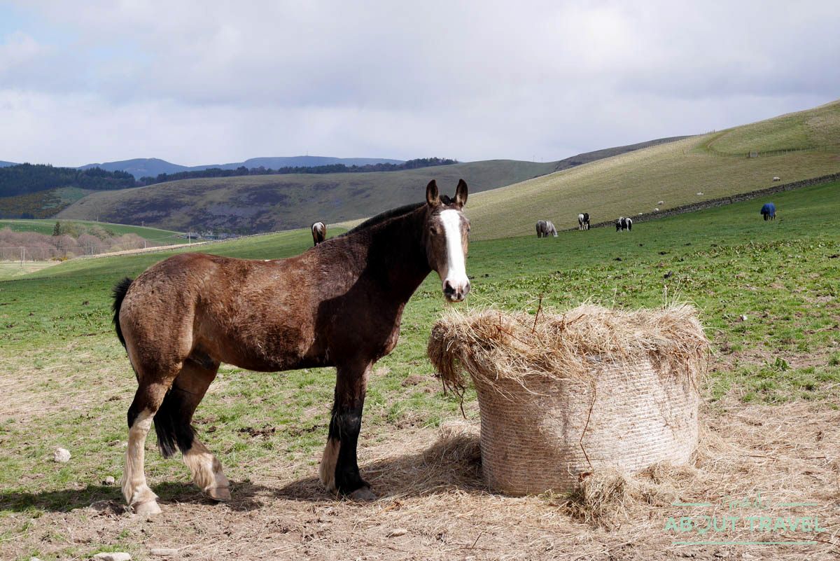 caballo en los borders de Escocia