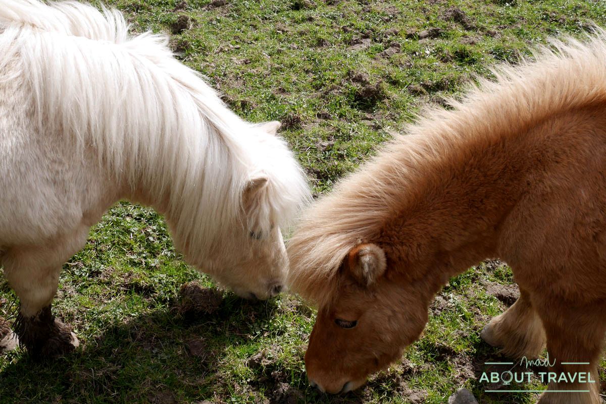Ponis en los Borders de Escocia