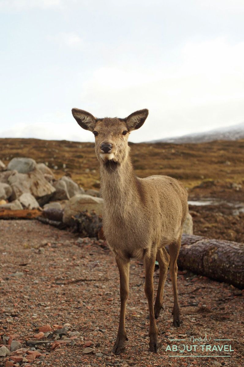 que ver en glencoe: ciervos en kingshouse hotel