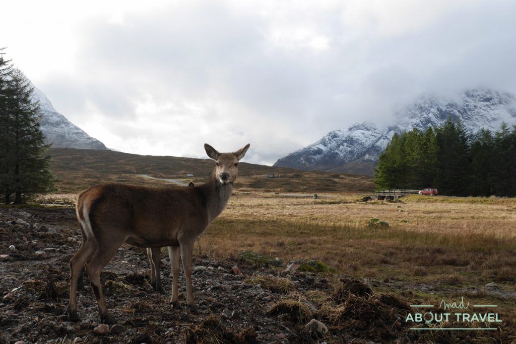 que ver en glencoe: ciervos en kingshouse hotel
