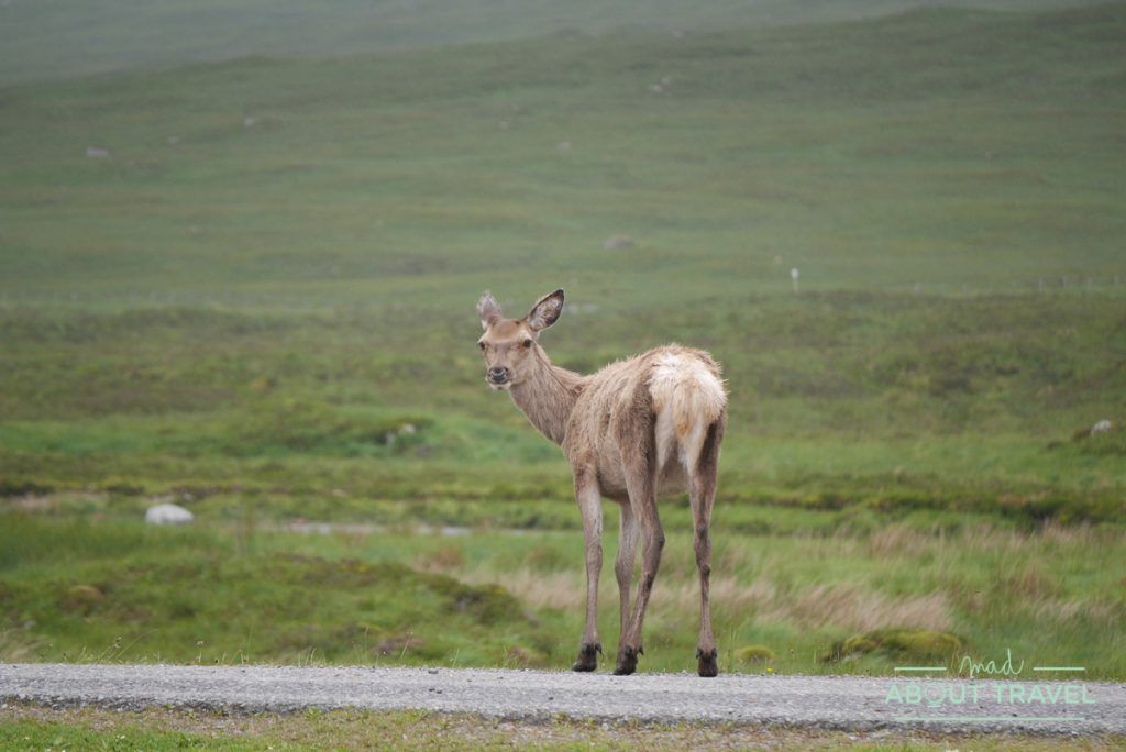 que ver en glencoe: ciervos en kingshouse hotel