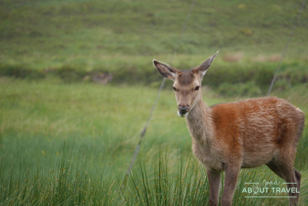 que ver en glencoe: ciervos en kingshouse hotel