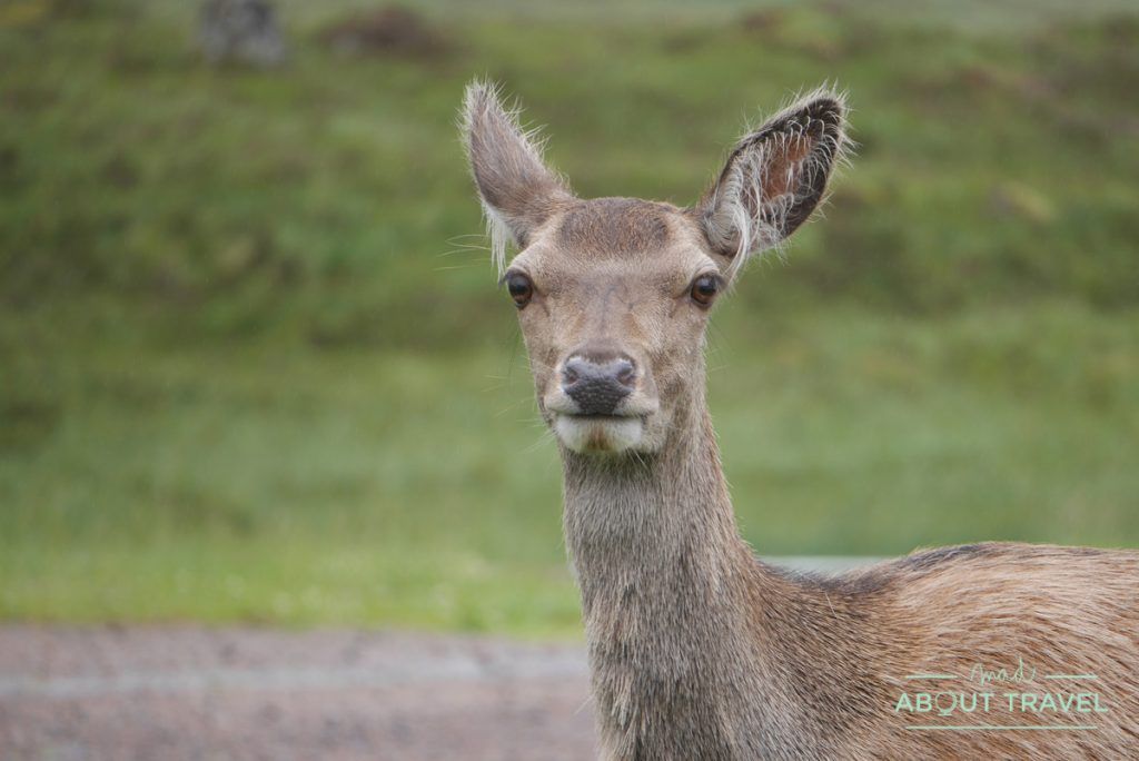 que ver en glencoe: ciervos en kingshouse hotel