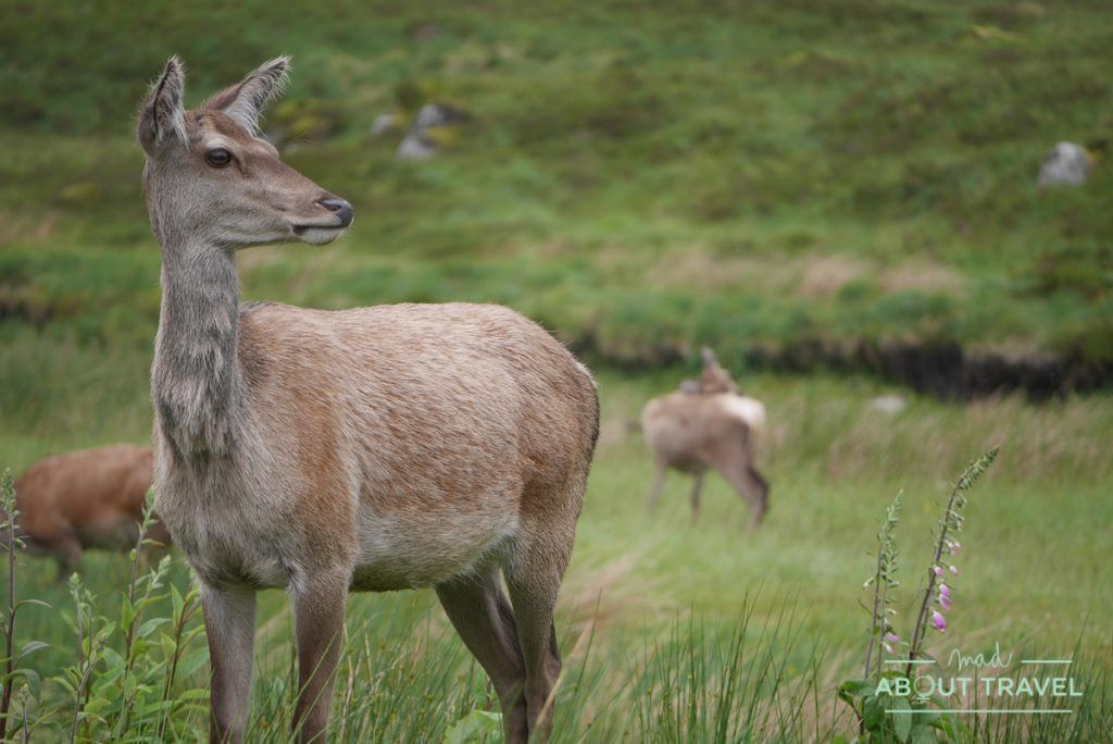 que ver en glencoe: ciervos