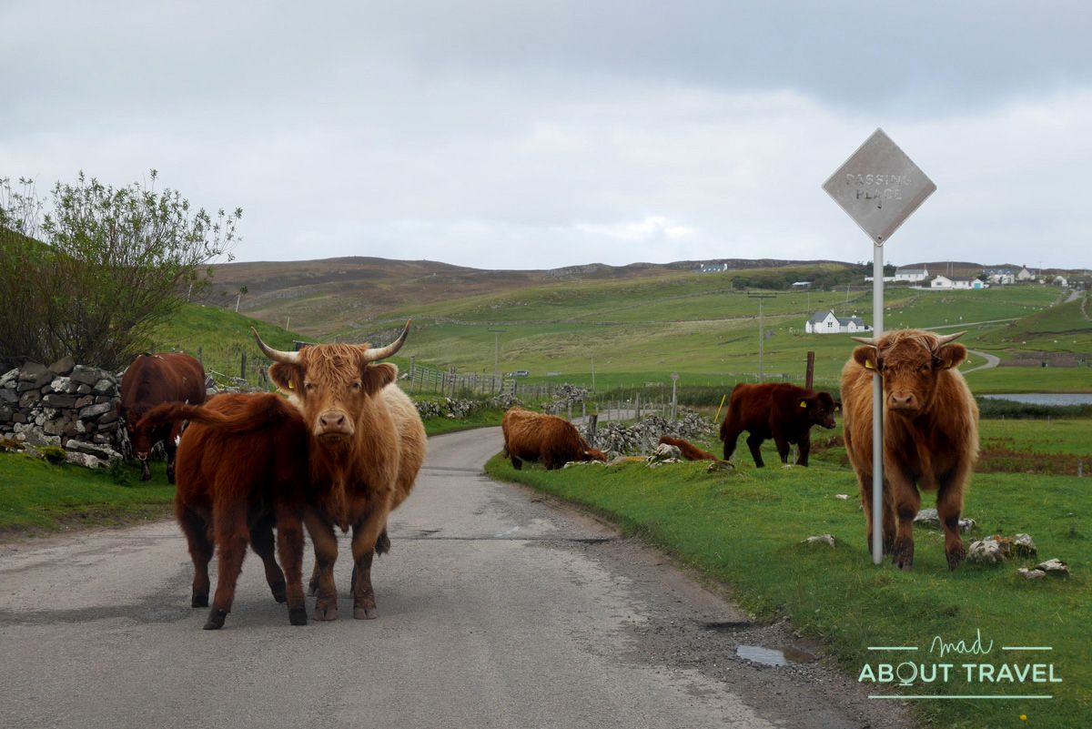 vacas peludas, Escocia