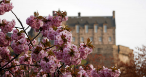 Cherry blossom Edimburgo