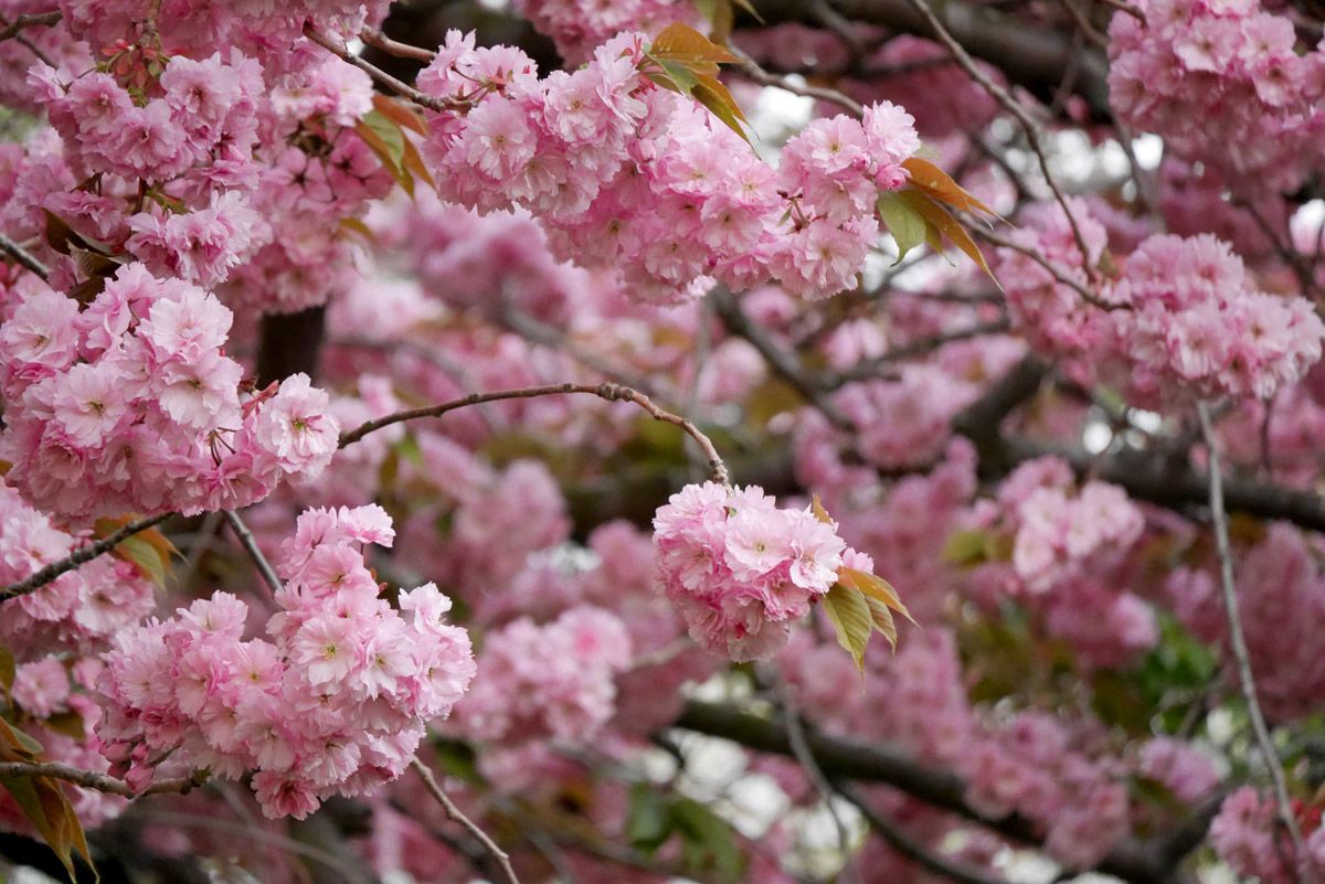 Floración de los cerezos en Edimburgo