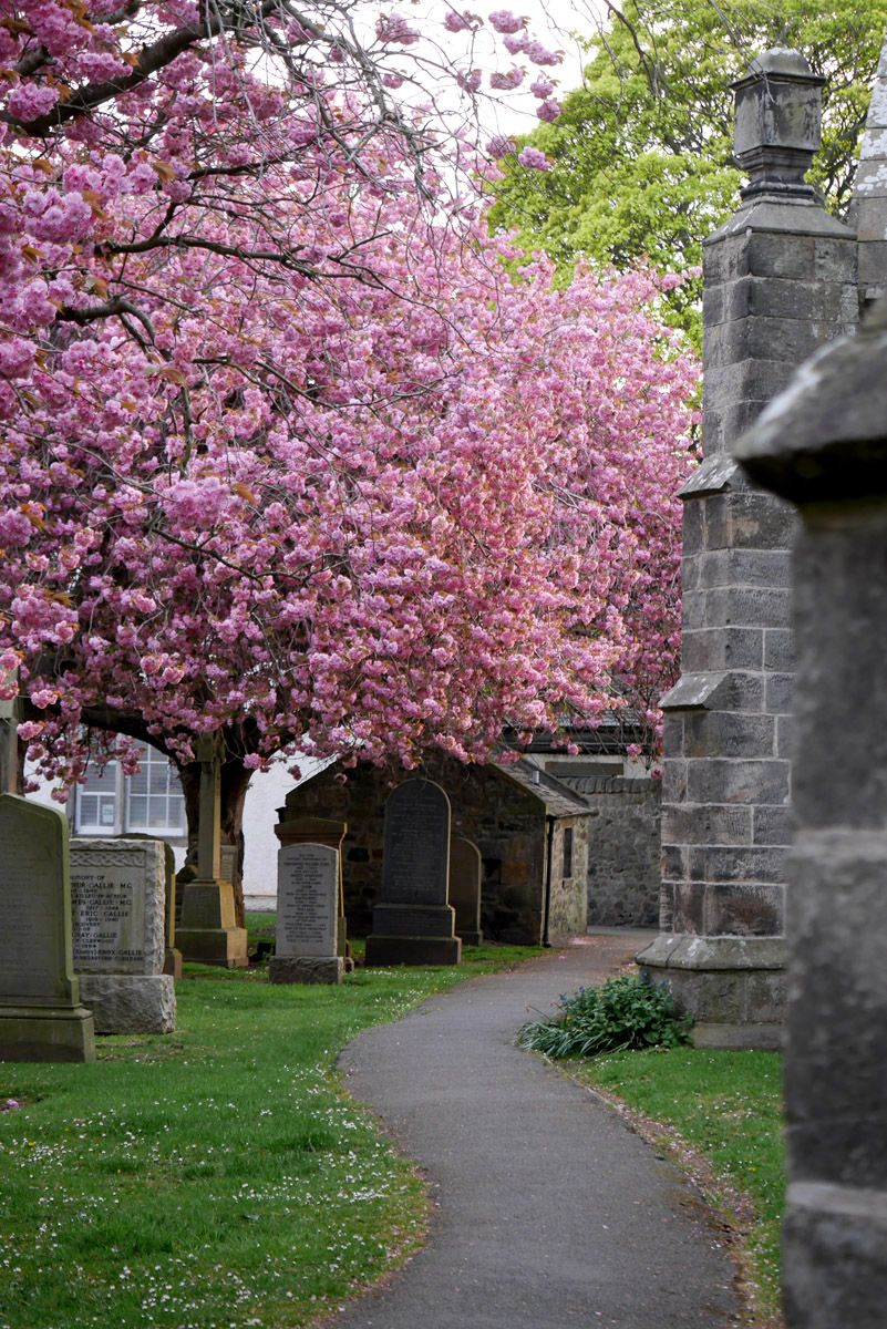 Floración de los cerezos en Edimburgo