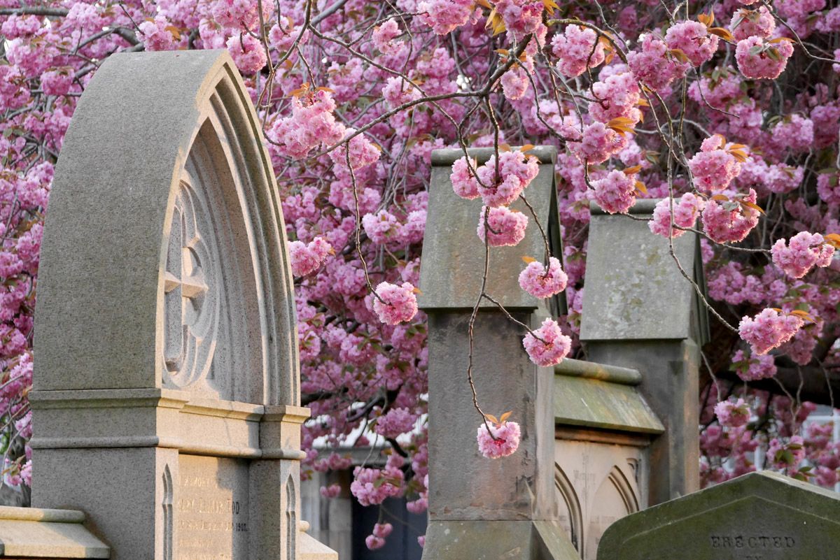 Floración de los cerezos en Edimburgo