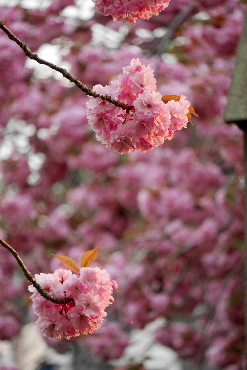 Floración de los cerezos en Edimburgo